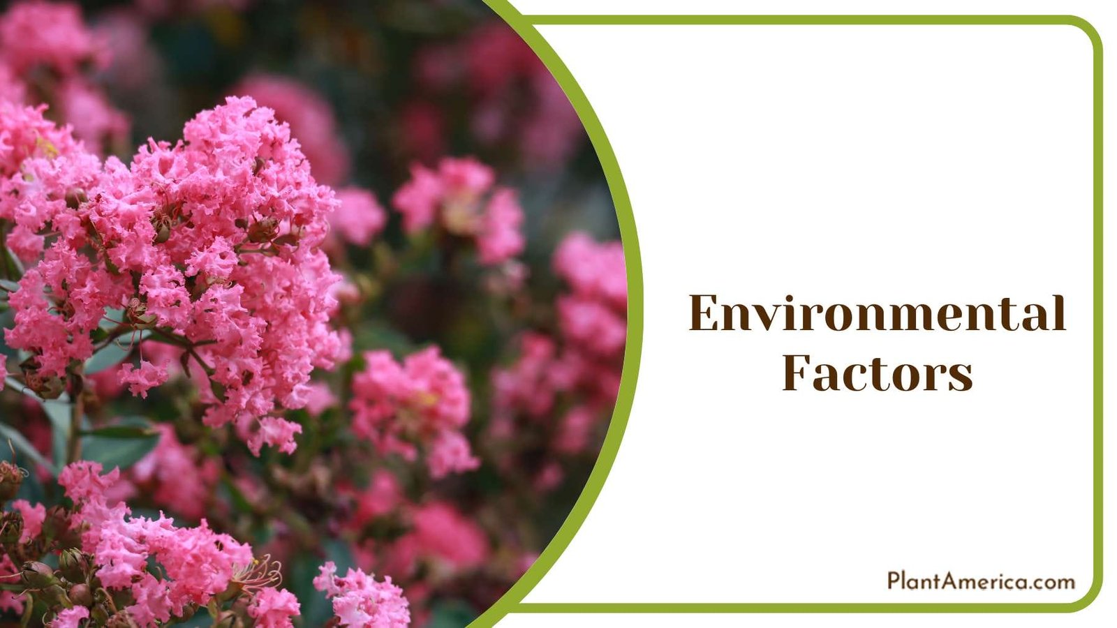 Environmental Factors on Plants Plant America Environmental Factors on Plants Plant America