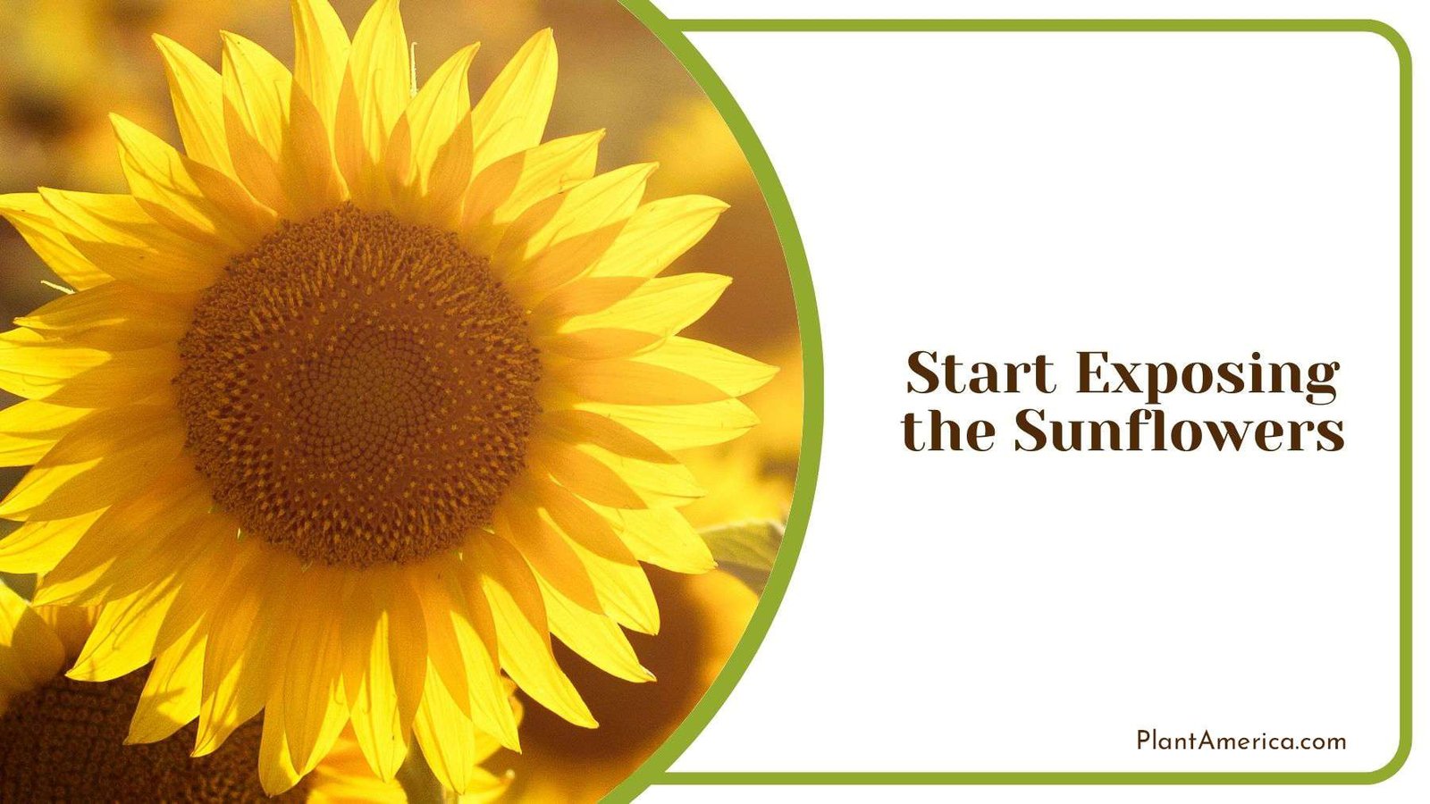 Exposing Sunflowers Plant America