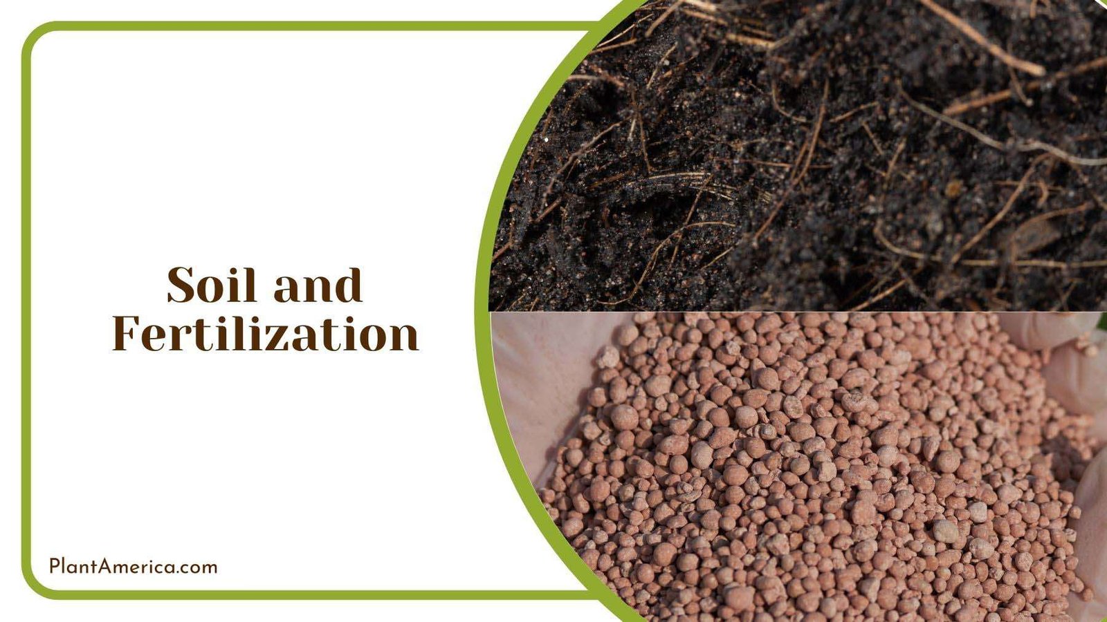 Fertilization for Kumquat Tree Plant America