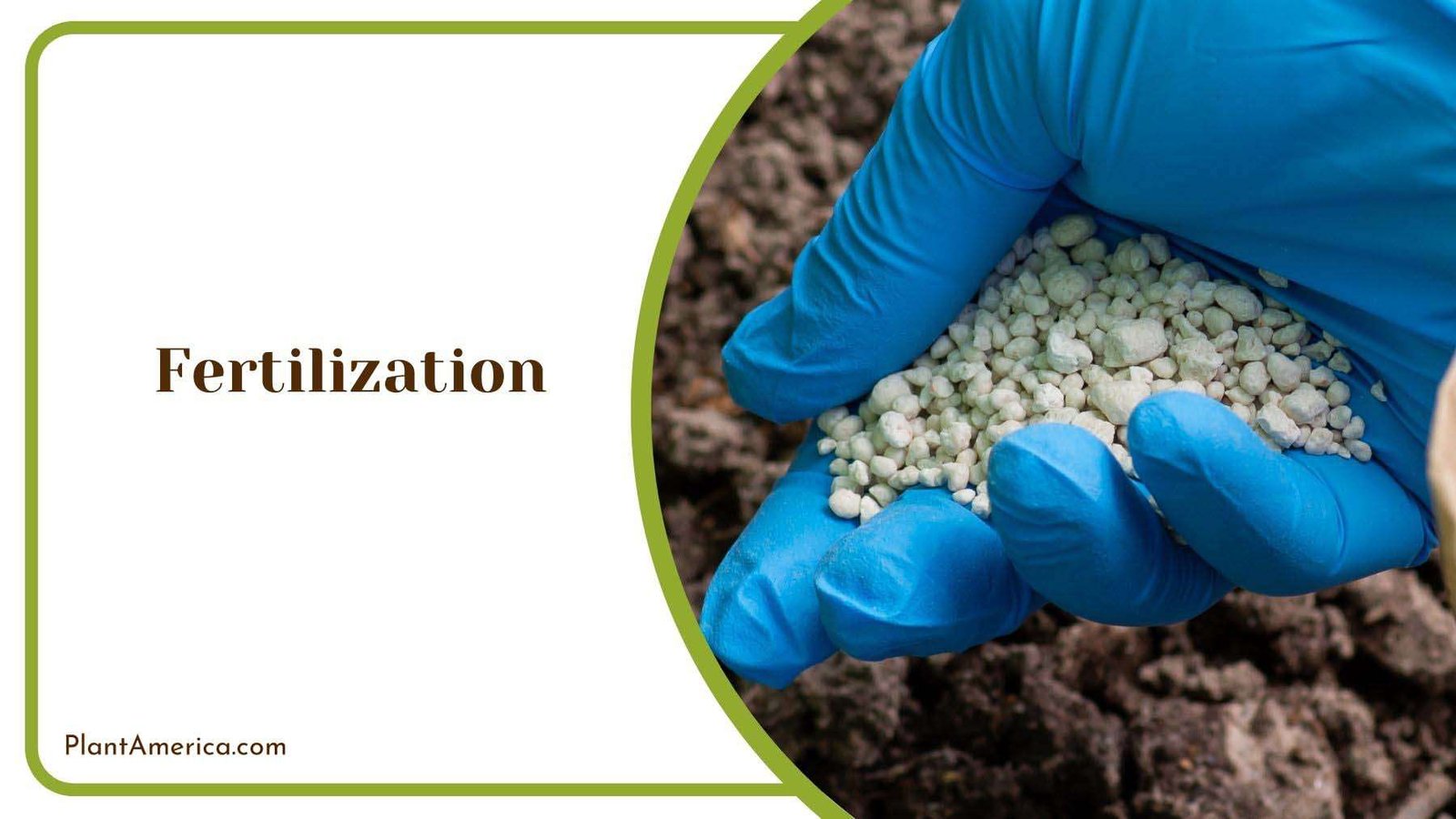 Fertilization for Snowball Bush Plant America Fertilization for Snowball Bush Plant America