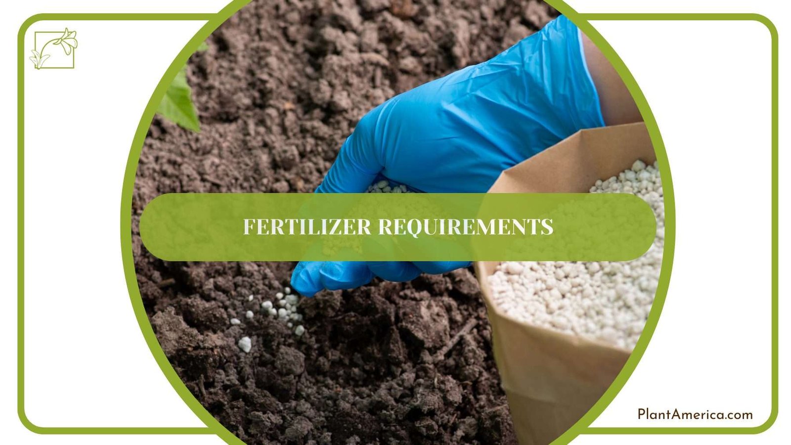Fertilizing Balaoanum Plants Plant America