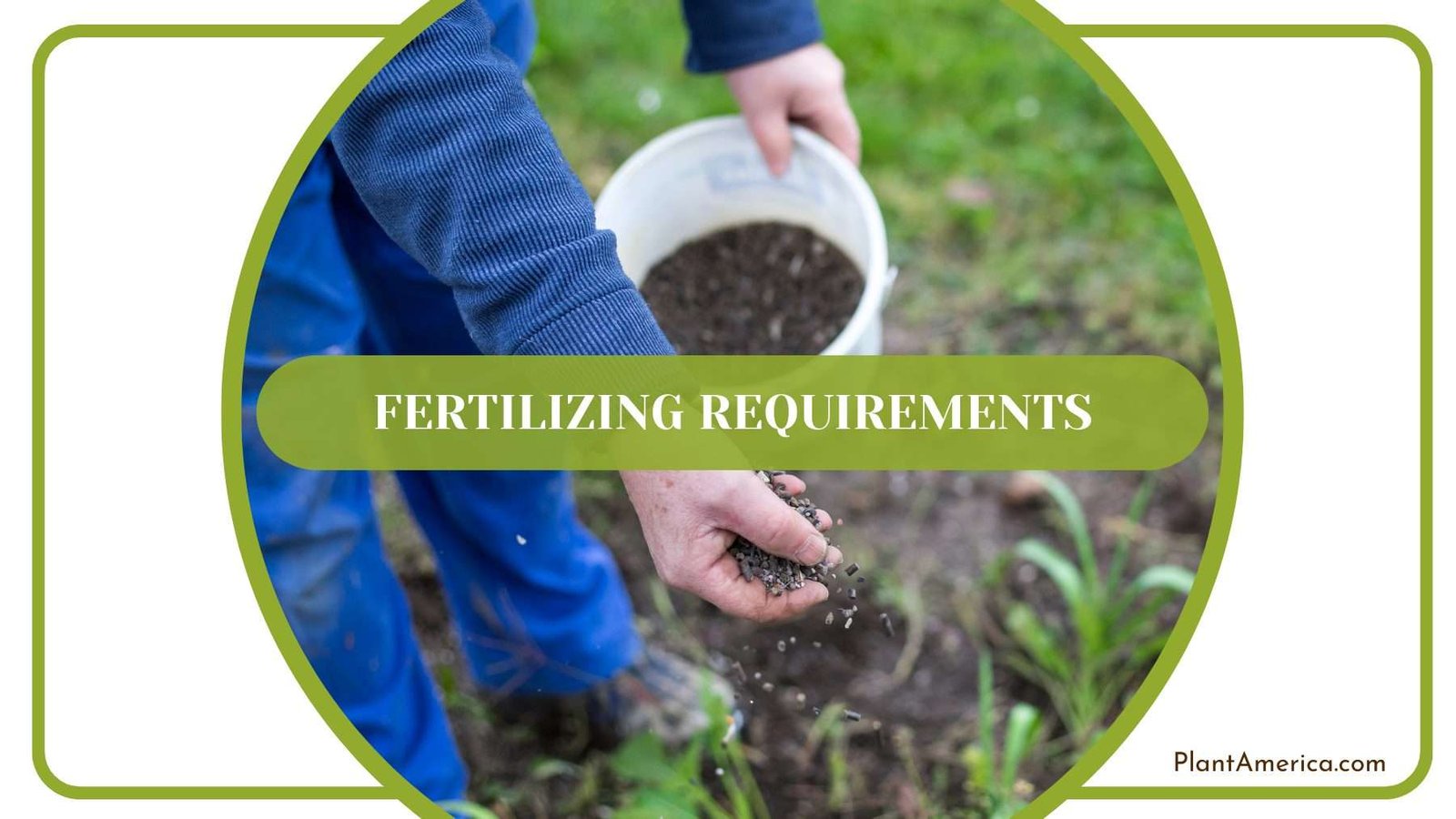 Fertilizing Dorayaki Plants Plant America