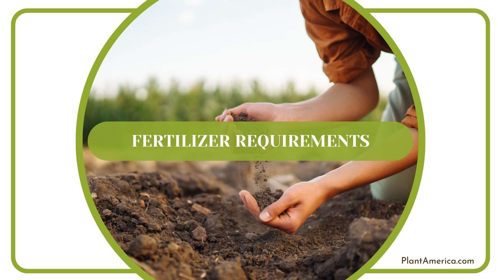 Fertilizing Gracilis Plants Plant America