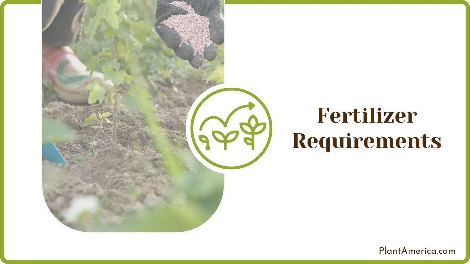 Fertilizing Hawthorn Bushes PlantAmerica Fertilizing Hawthorn Bushes PlantAmerica