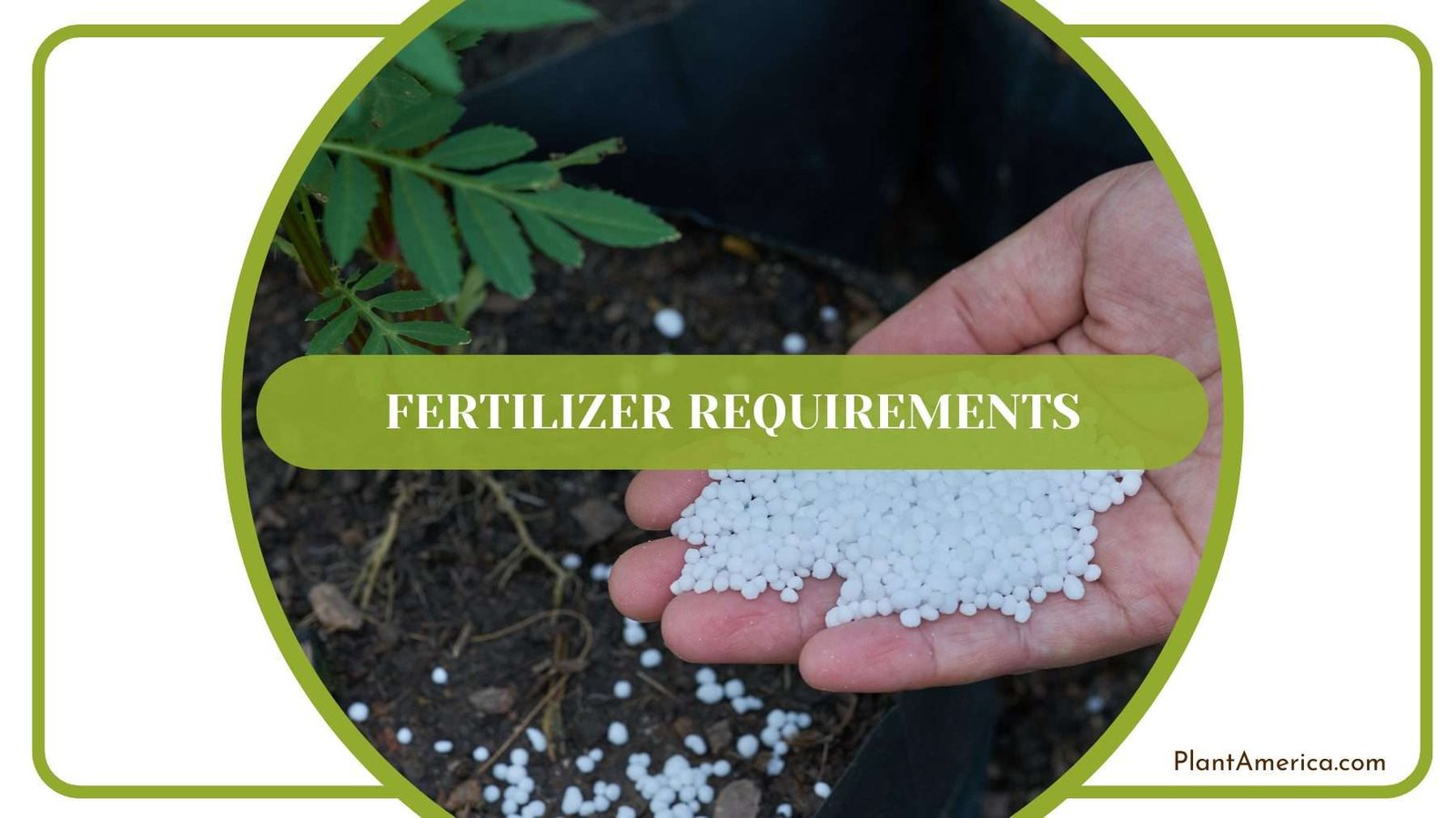 Fertilizing Insigne Plants Plant America
