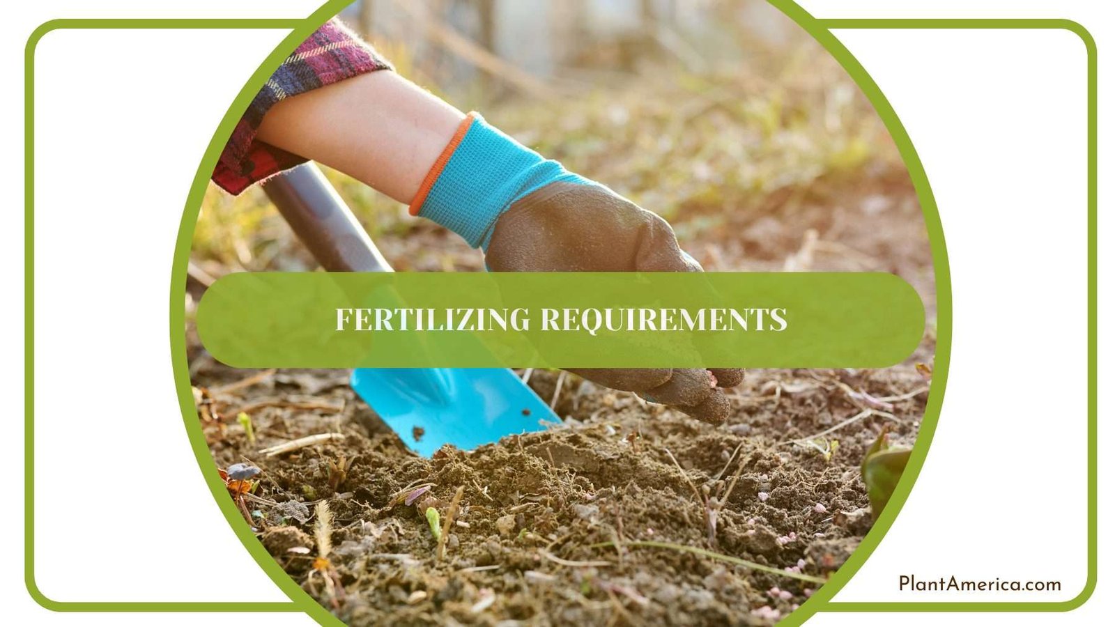 Fertilizing Rufibarba Plants Plant America