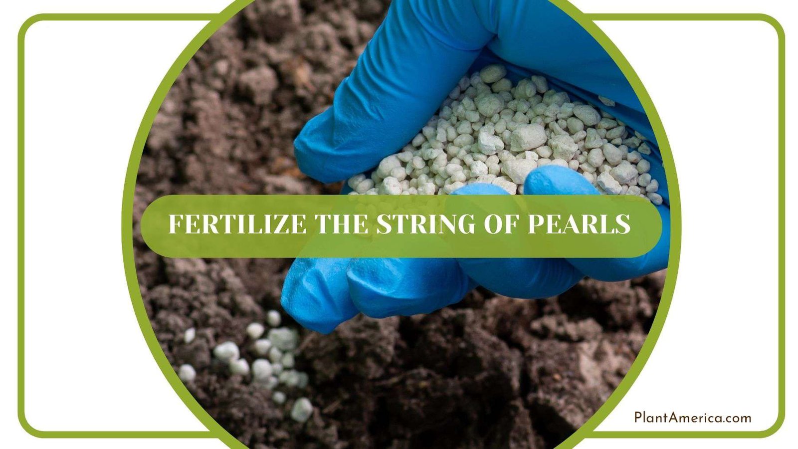 Fertilizing String of Pearls Plant America