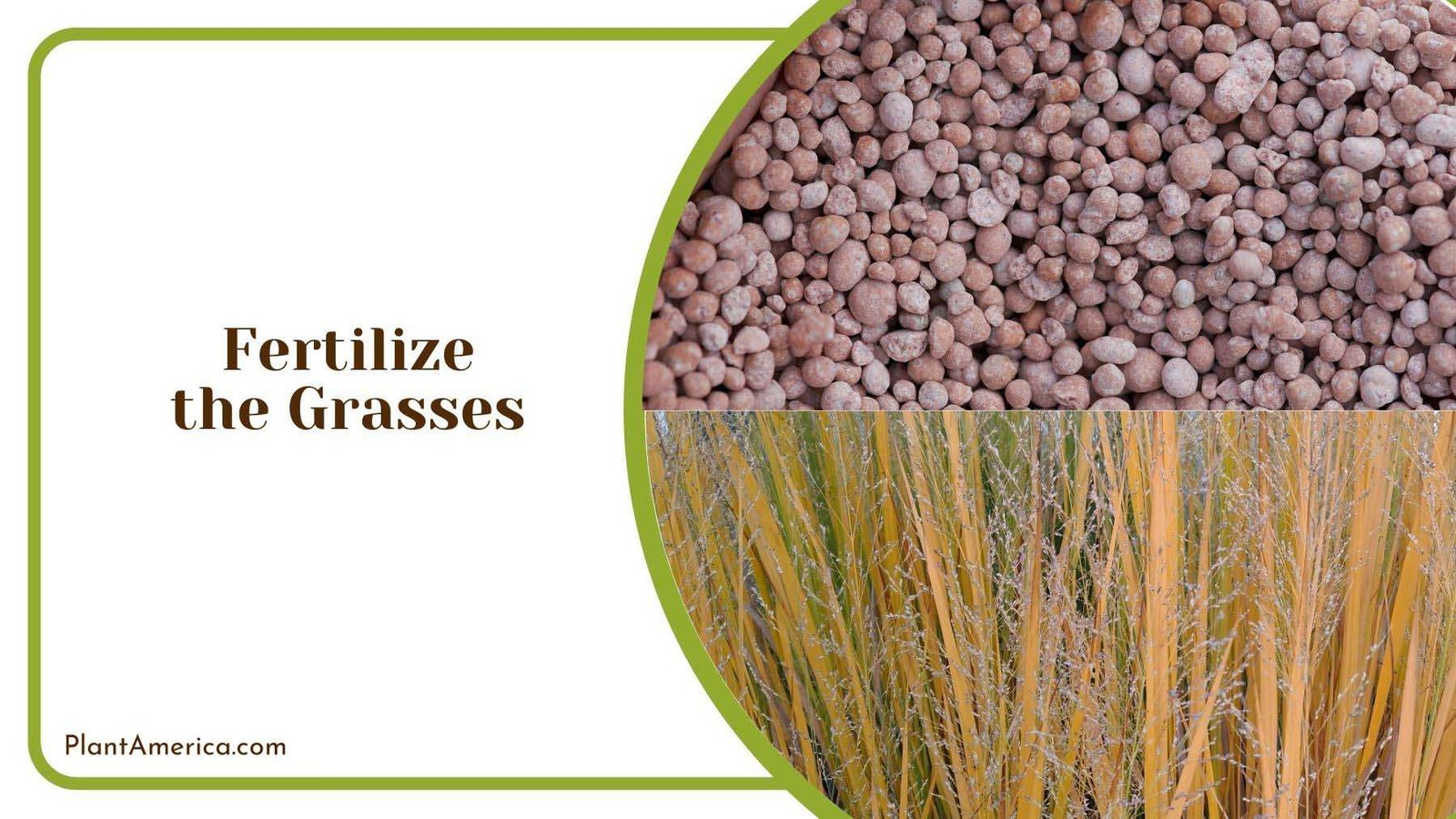 Fertilizing Switchgrasses Plant America