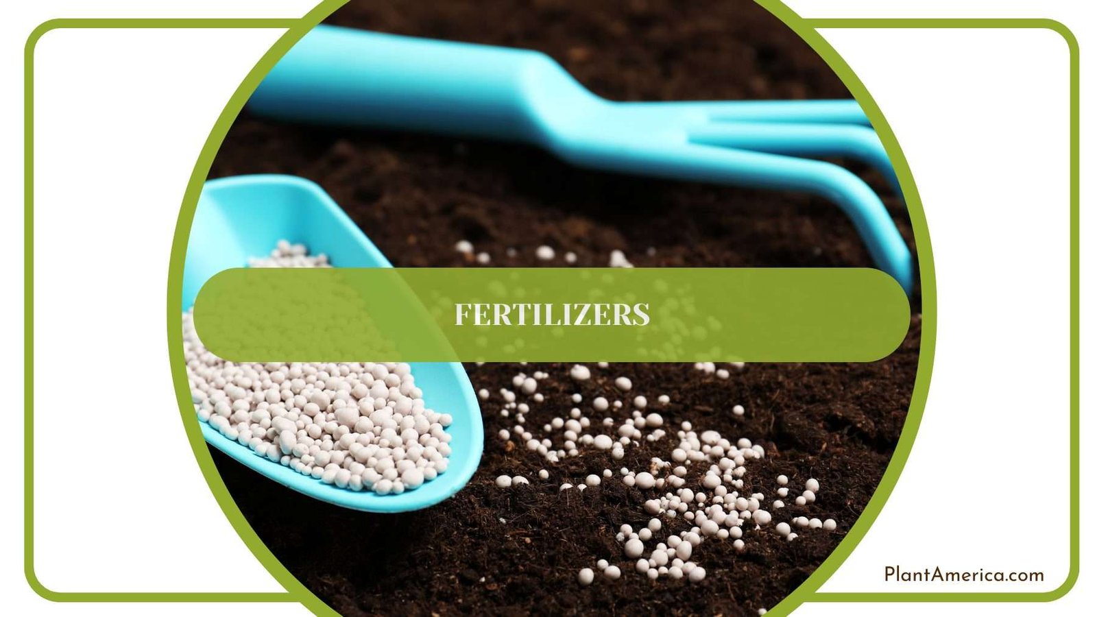 Fertilizing Wentii Plants Plant America