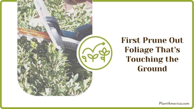 First Prunning Out Foliage That s Touching the Ground Plant America
