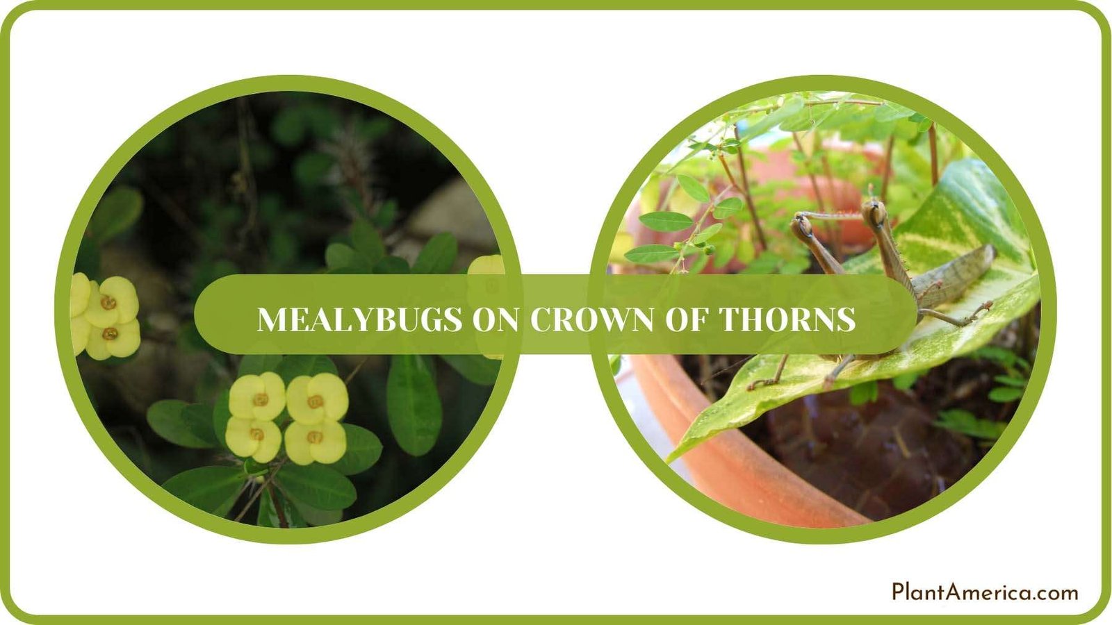 Fixes for Pesky Pests Plant America