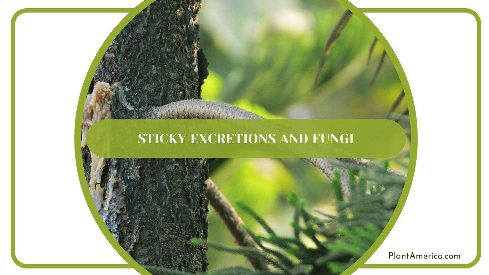 Fungi Growth On a Tree Plant America Fungi Growth On a Tree Plant America