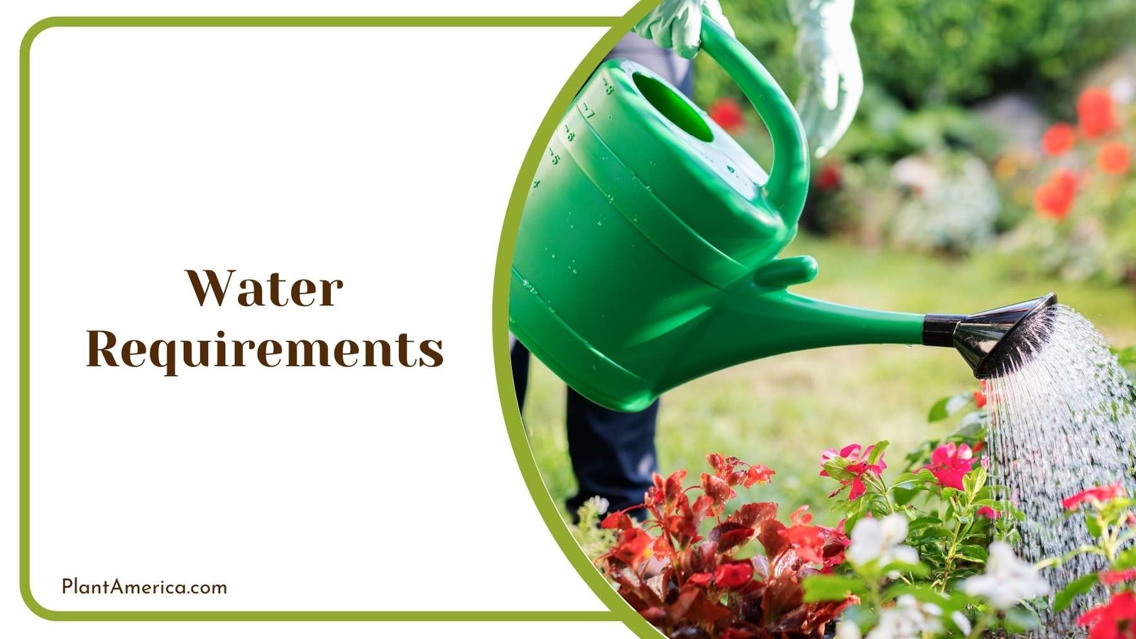 Gardener Watering The Plants Plant America