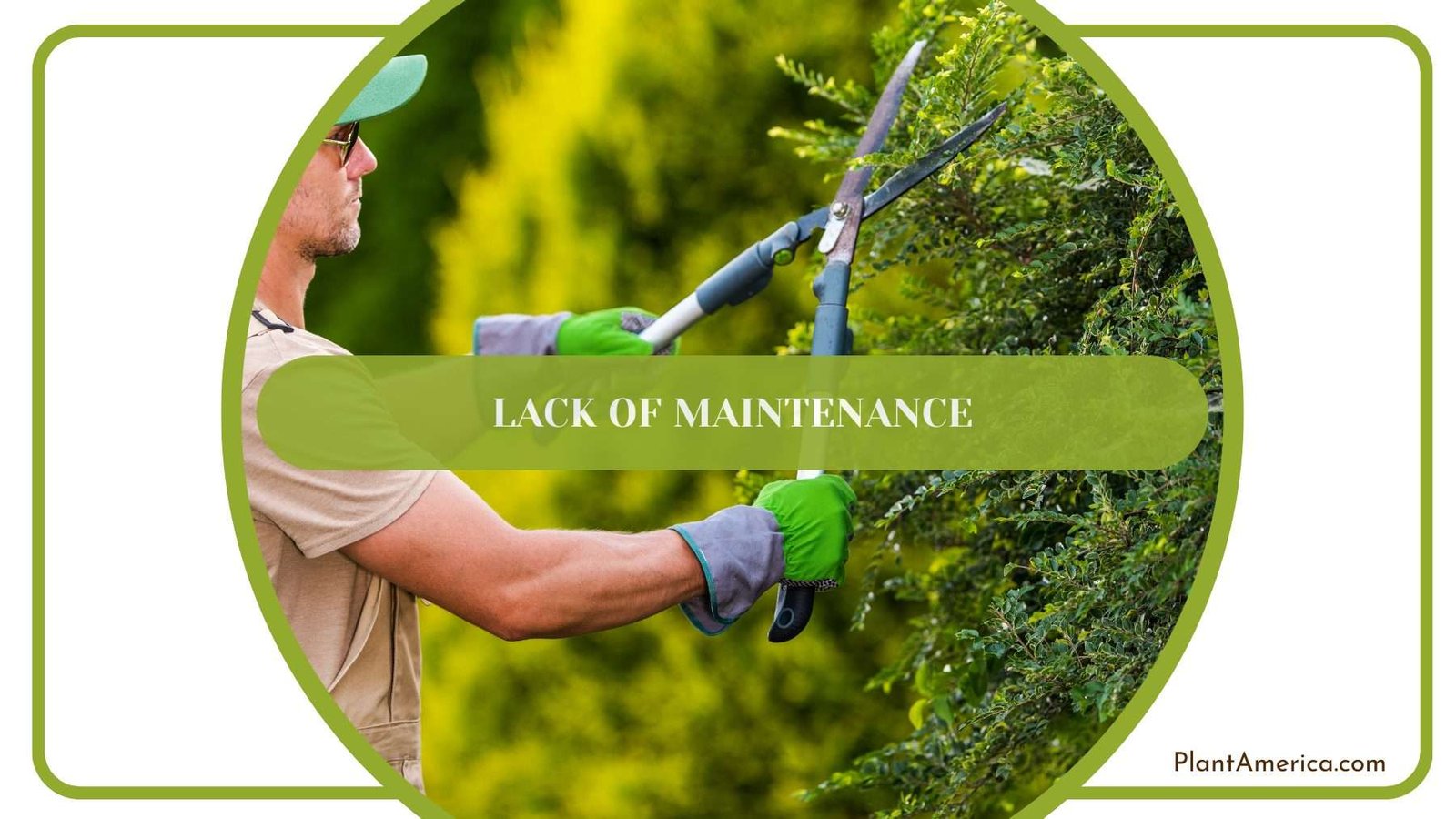 Gardener While Maintenance The Plant Plant America