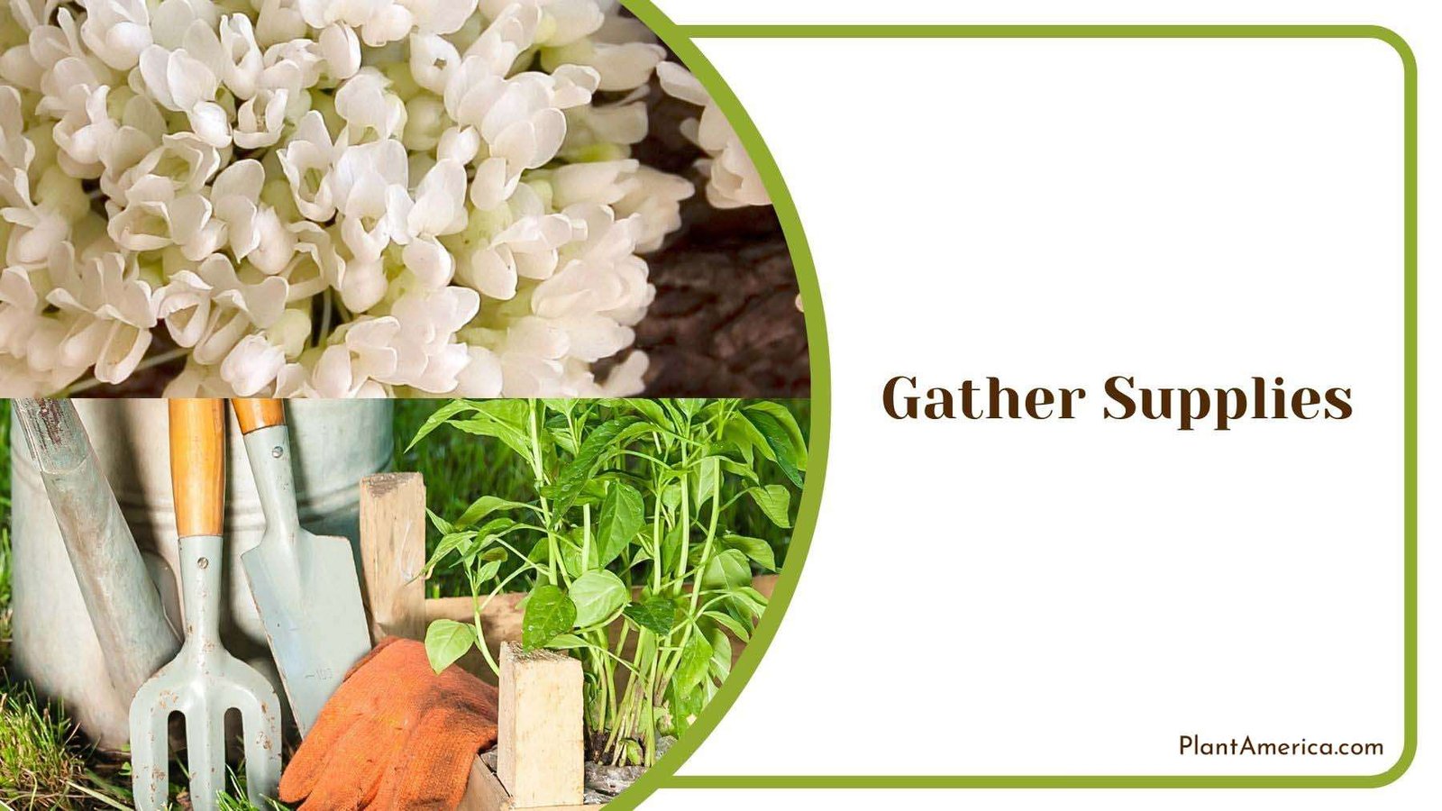 Gathering Supplies for White Bud Tree Plant America