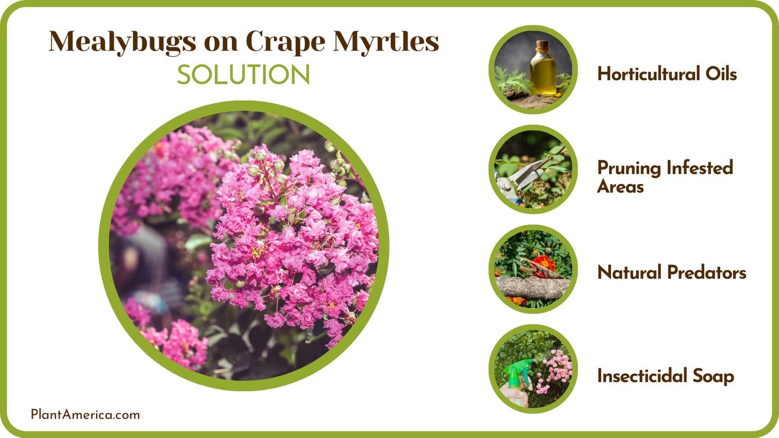 Get Rid of Mealybugs on Crepe Myrtle Plant America 1 Get Rid of Mealybugs on Crepe Myrtle Plant America 1