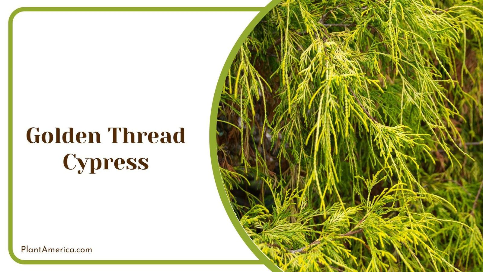 Golden Thread Cypress Plant America