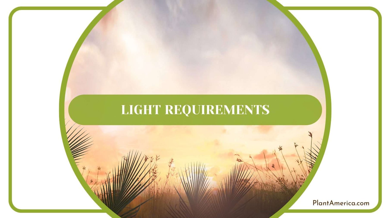 Gracilis Light Requirements Plant America