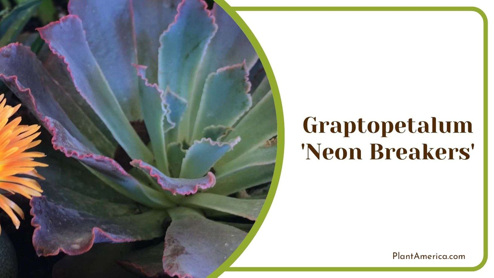 Graptopetalum Neon Breakers Succulent Plant America