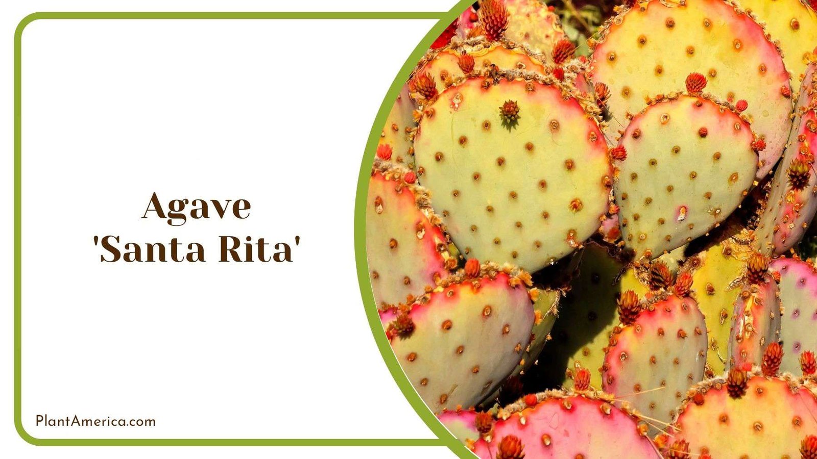 Growing Agave Santa Rita Plant America