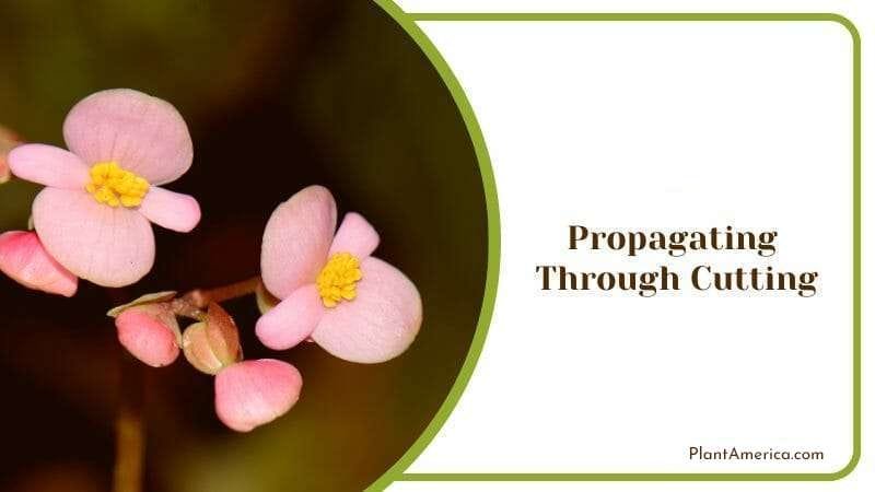 Growing Begonia Dregei PlantAmerica