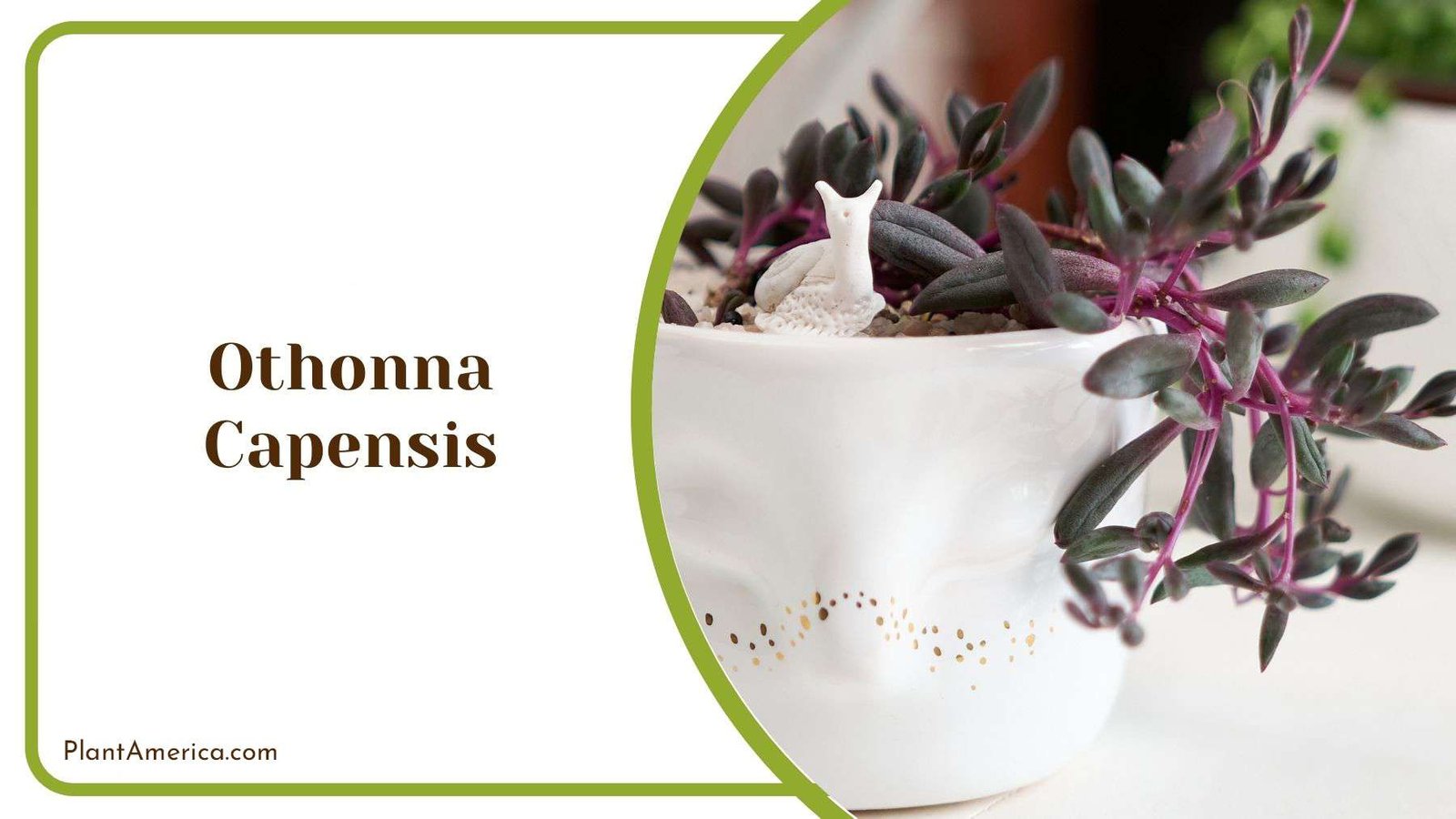 Growing Othonna Capensis Plant America