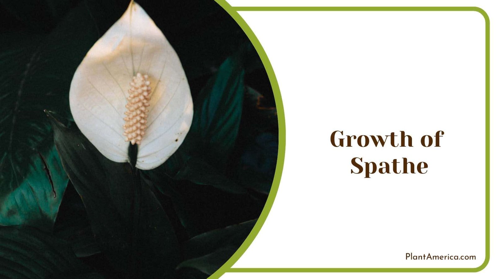 Growing Peace Lily PlantAmerica