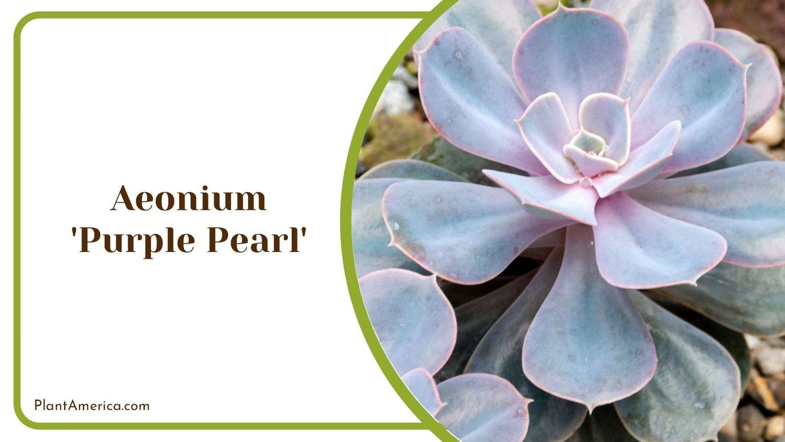 Growing Season for Aeonium Purple Pearl Plant America