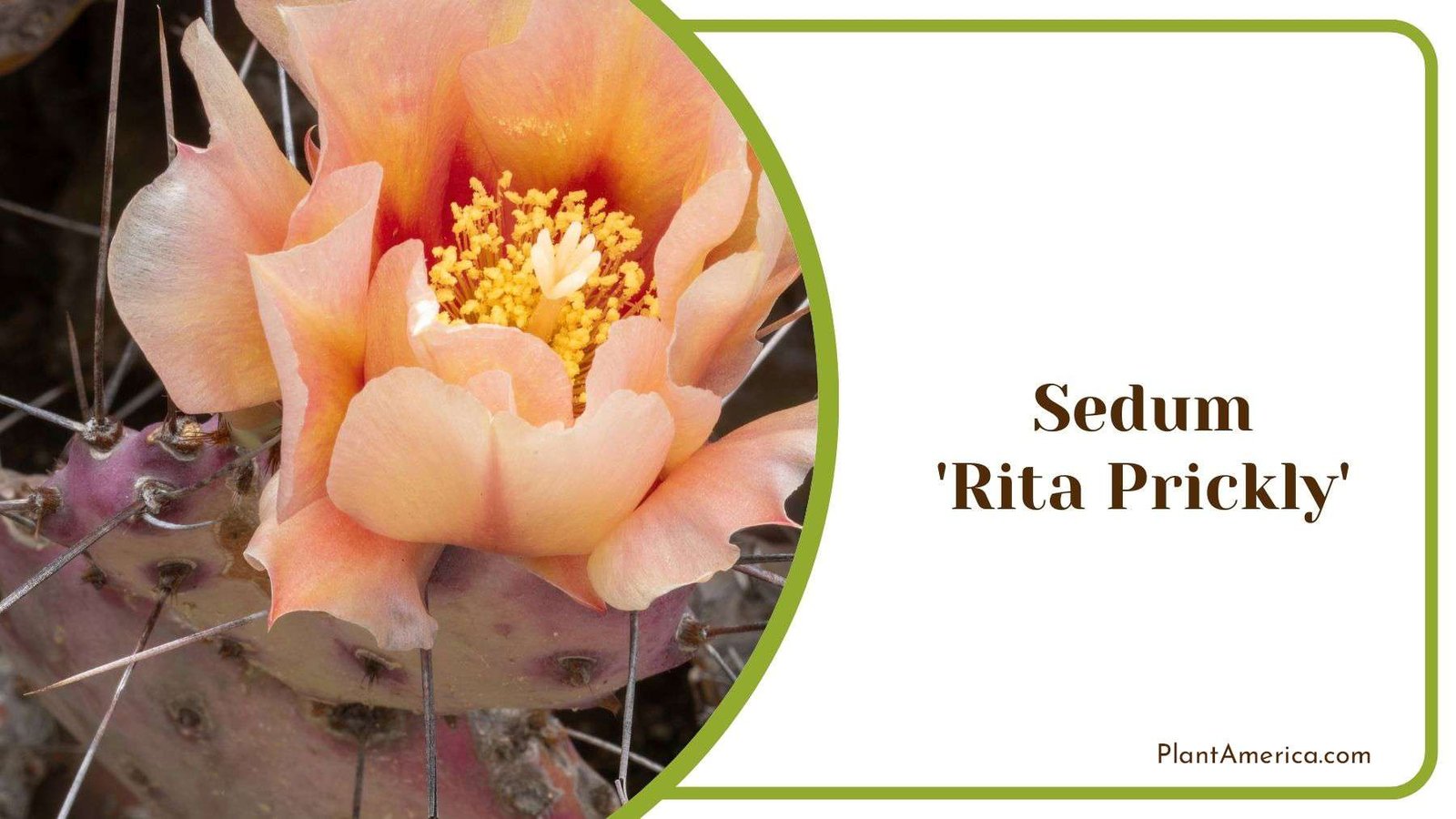 Growing Sedum Rita Prickly Plant America