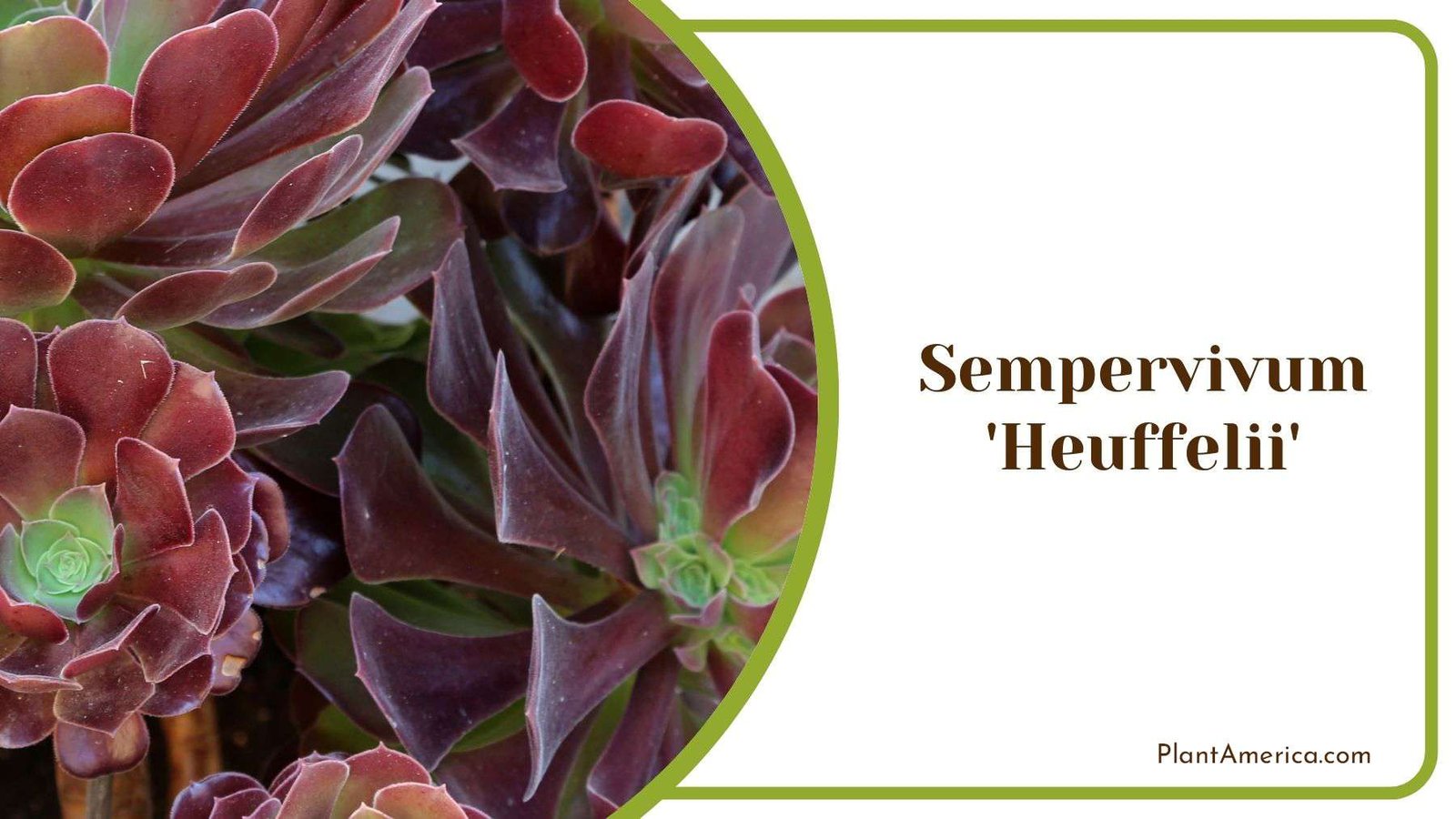 Growing Sempervivum Heuffelii Plant America