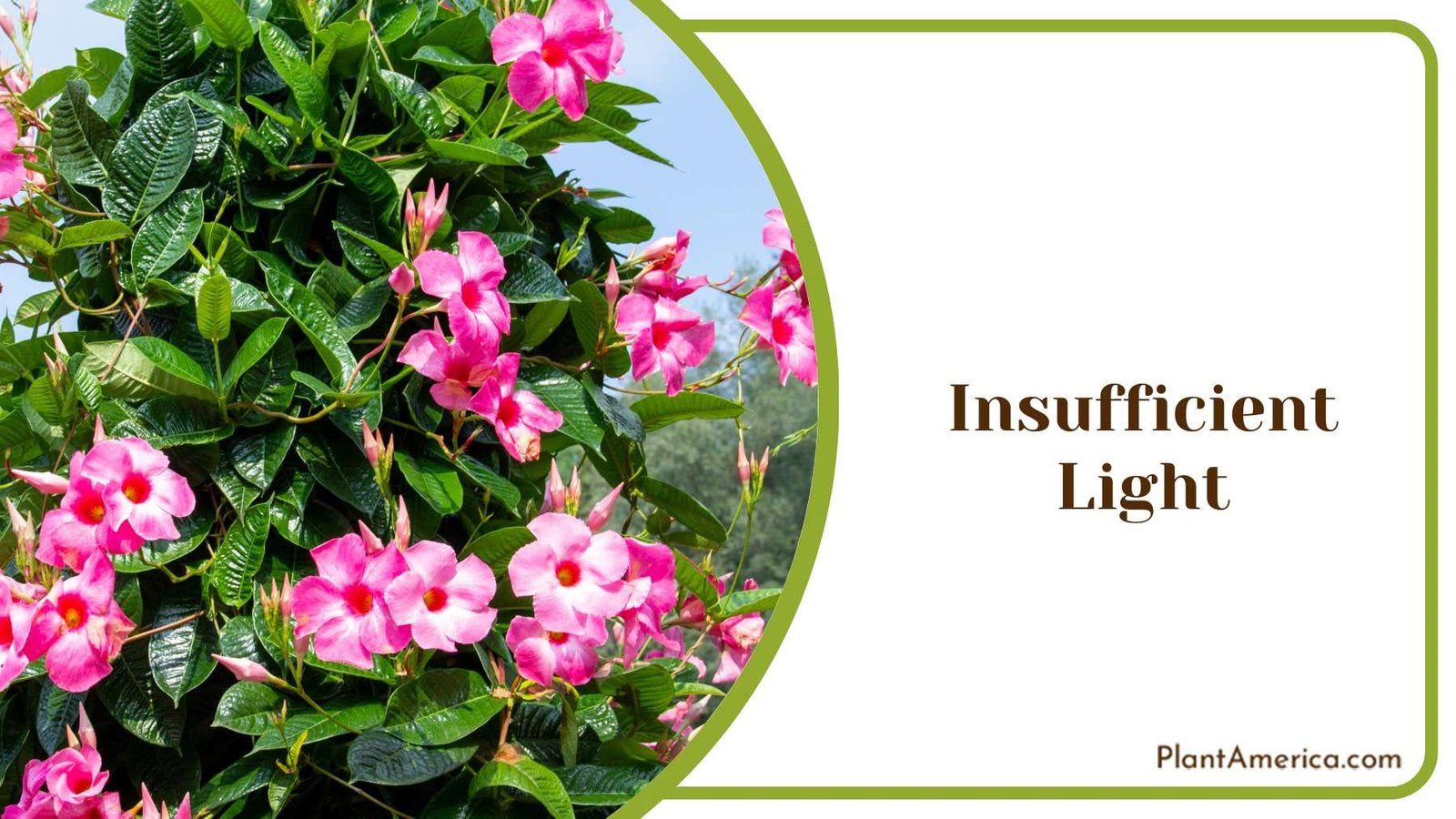 Growing With Insufficient Light Plant America Growing With Insufficient Light Plant America