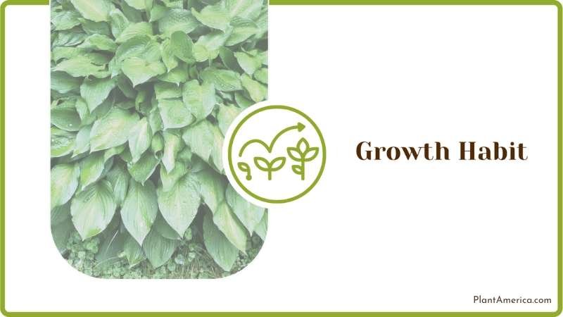 Growth Habit of Hostas Plant America Growth Habit of Hostas Plant America