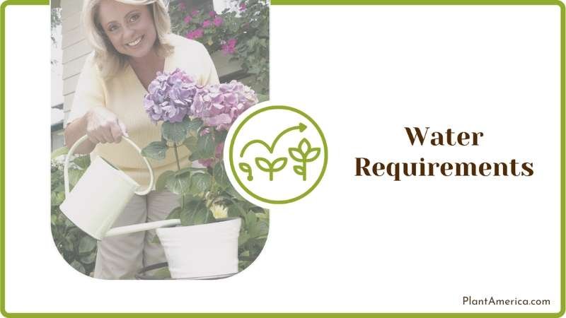 Growth Habit of Hydrangea Plant America