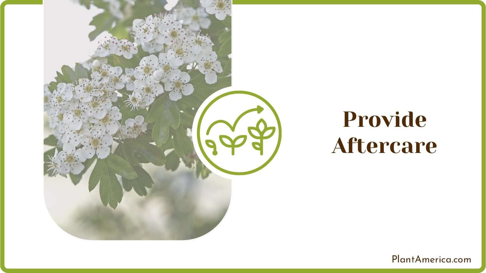 Hawthorn Bush Care PlantAmerica Hawthorn Bush Care PlantAmerica
