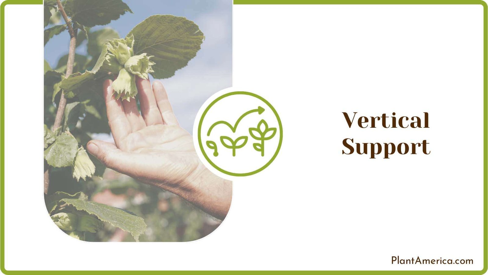 Hazelnut Bush to a Support Plant America