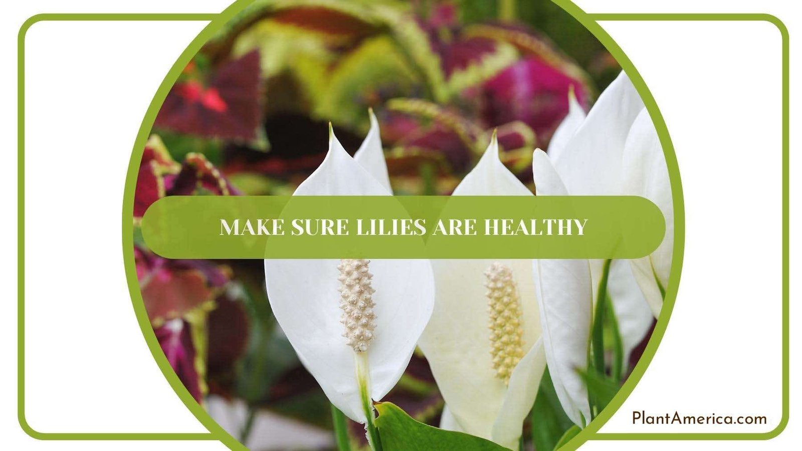 Healthy And Glamorous Peace Lilies In a Garden PlantAmerica