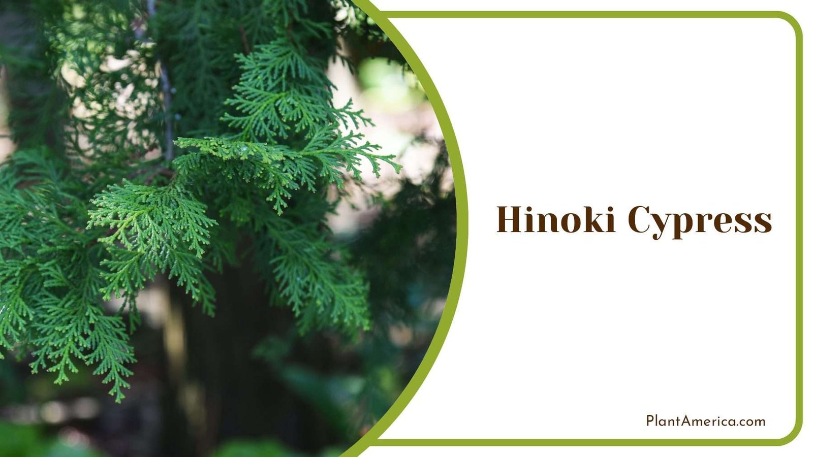 Hinoki Cypress Soft Needled Plant America