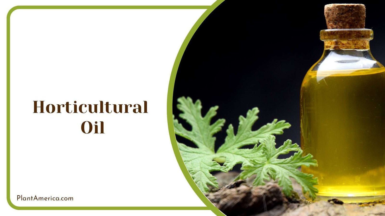Horticultural Oil on Plants Plant America