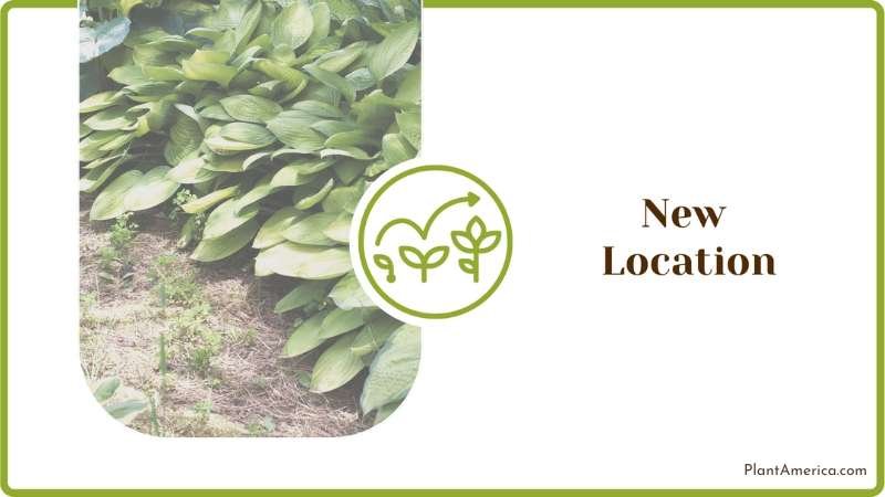 Hosta Plants in a Pot Plant America Hosta Plants in a Pot Plant America