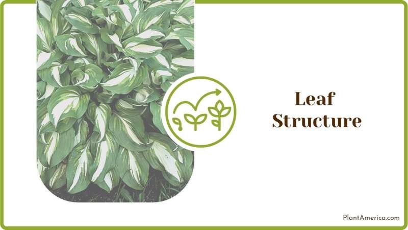 Hostas Leaf Structure Plant America Hostas Leaf Structure Plant America