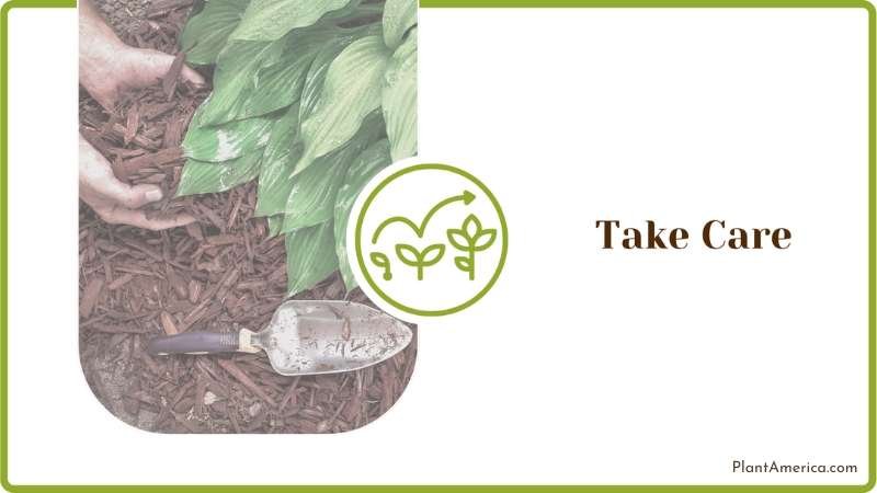 Hostas Transplants Care Plant America Hostas Transplants Care Plant America