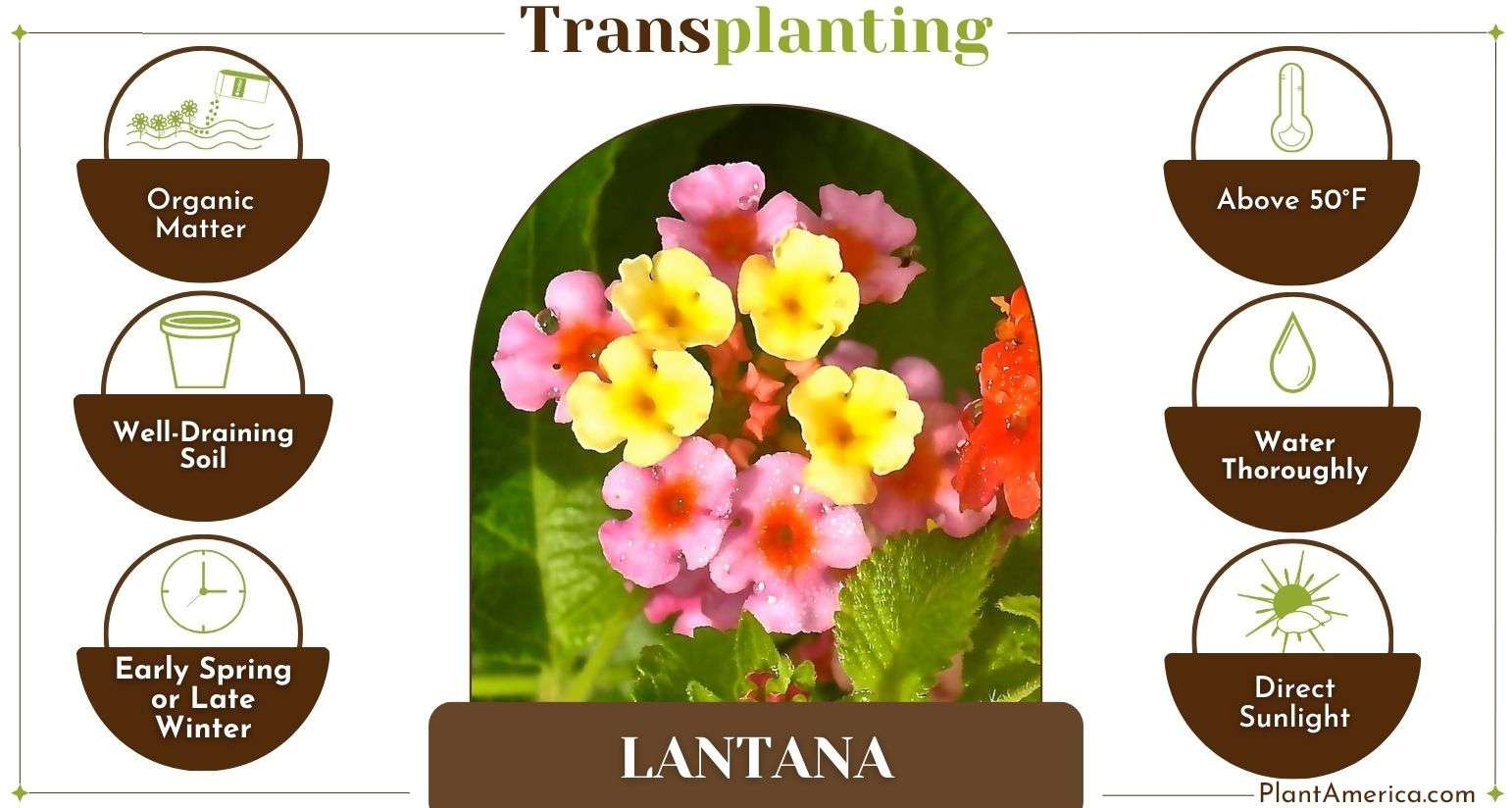 How to Transplant Lantana Infographic How to Transplant Lantana Successfully – The Right Way!