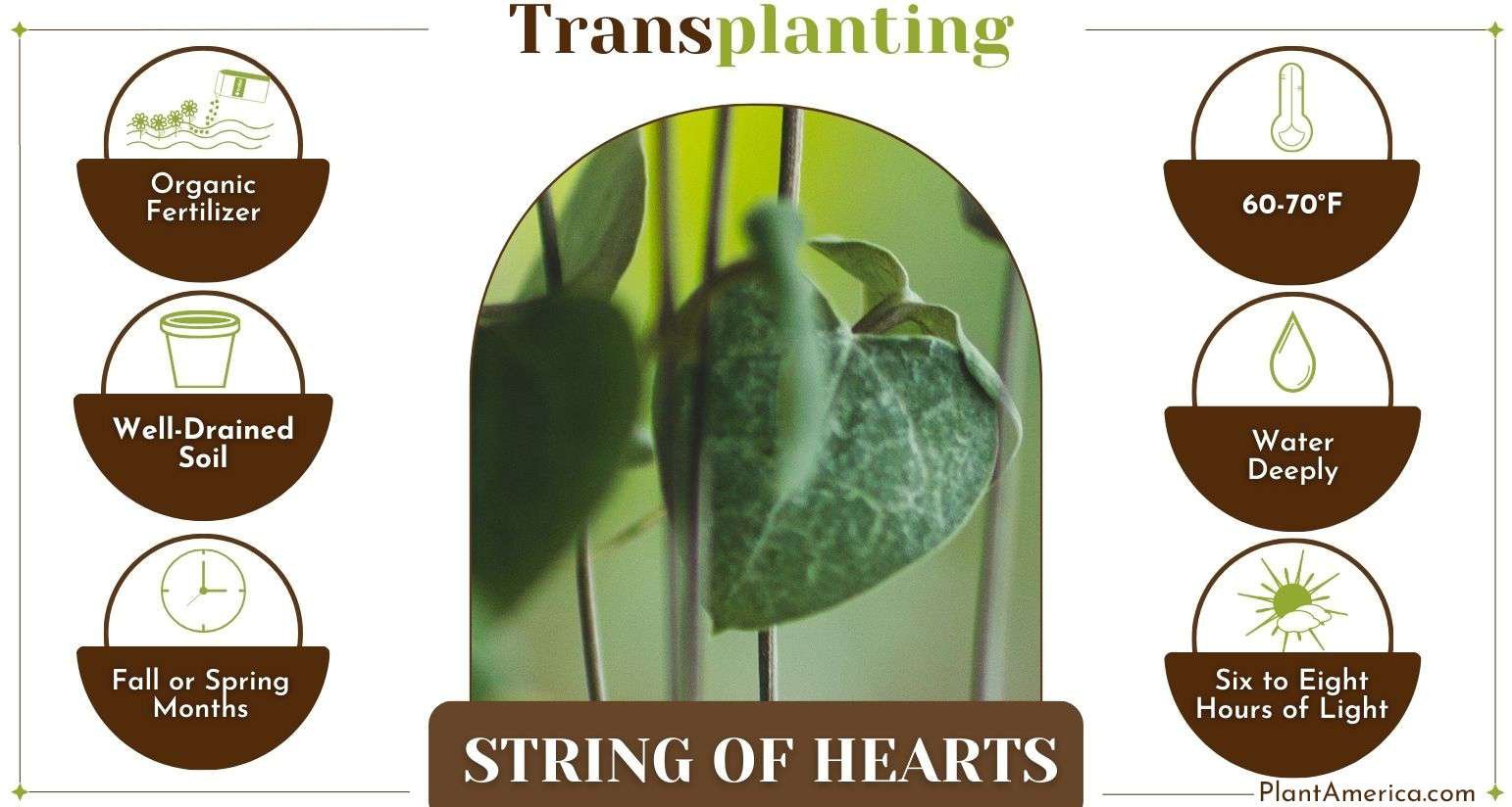 How to Transplant String of Hearts Infographic Plant America How to Transplant String of Hearts: Learn the Best Steps