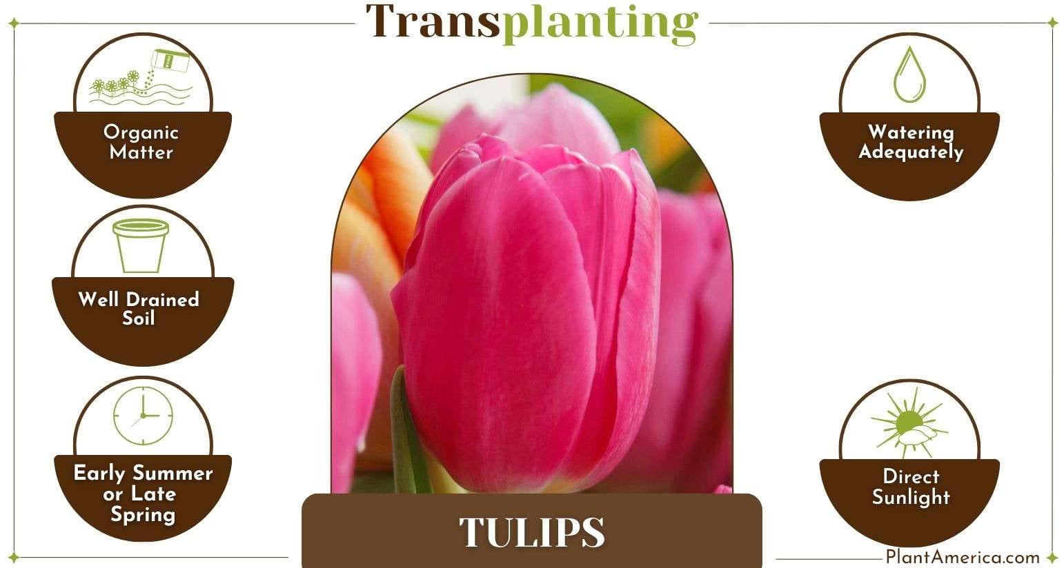 How to Transplant Tulips Infographic How to Transplant Tulips: A Complete Guide With Steps