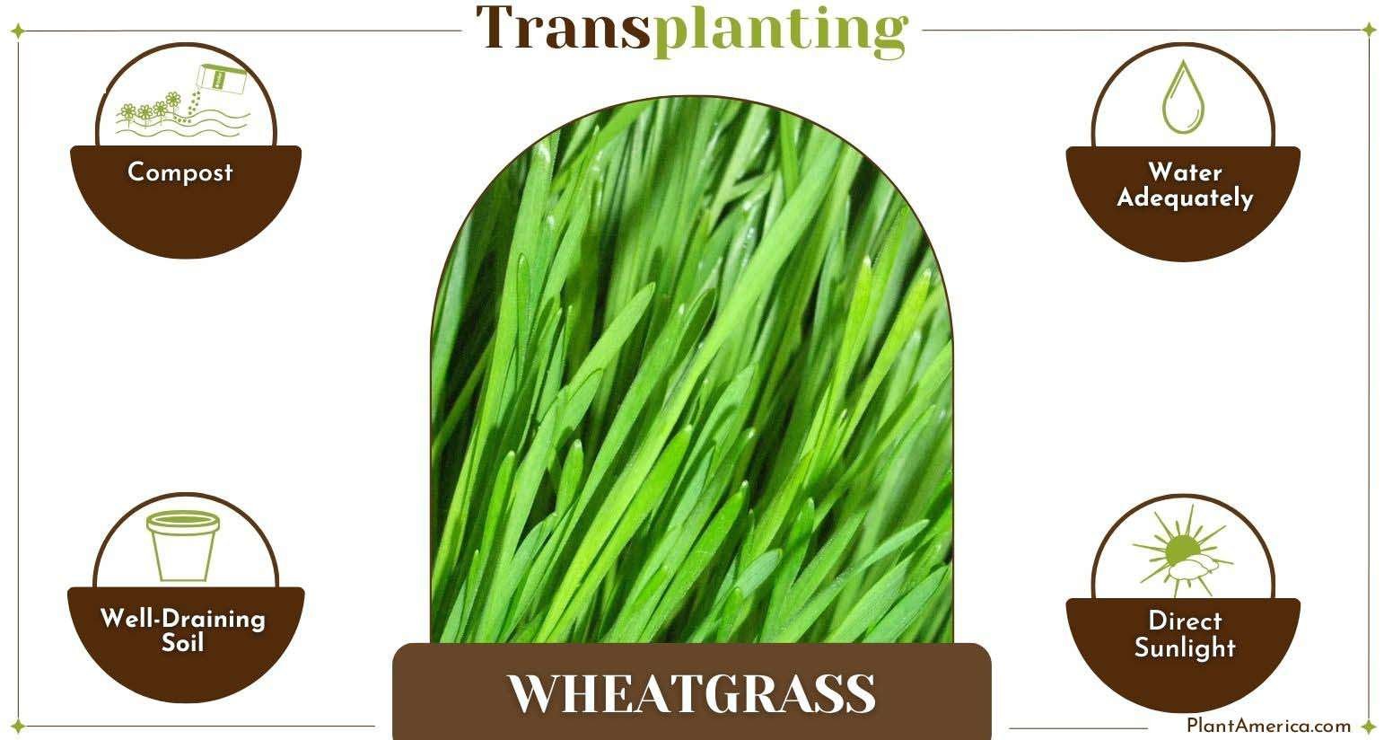 How to Transplant Wheatgrass Infographic Plant America How to Transplant Wheatgrass: Easy Step-by-Step Guide