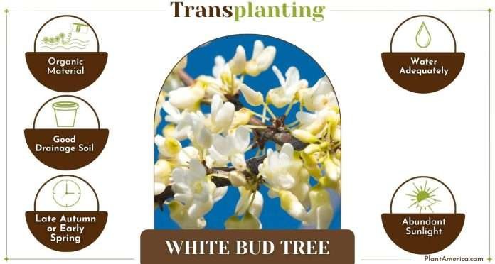 How to Transplant White Bud Tree in 10 Simple Steps - Plant America