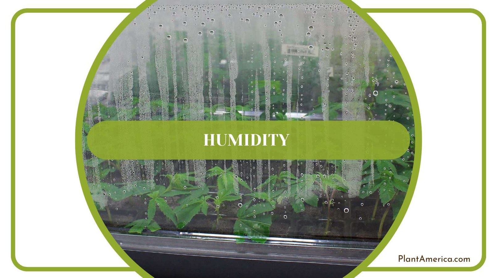 Humidity Requirments of Forgetii Plant America