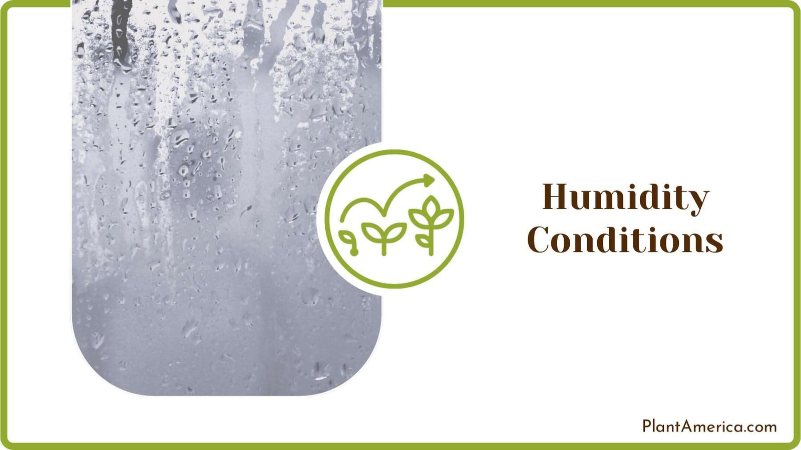 Humidity for Hazelnut Plant America