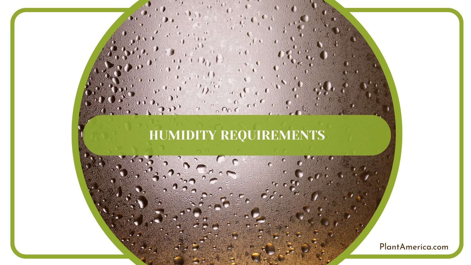 Humidity for Infernalis Plants Plant America Humidity for Infernalis Plants Plant America