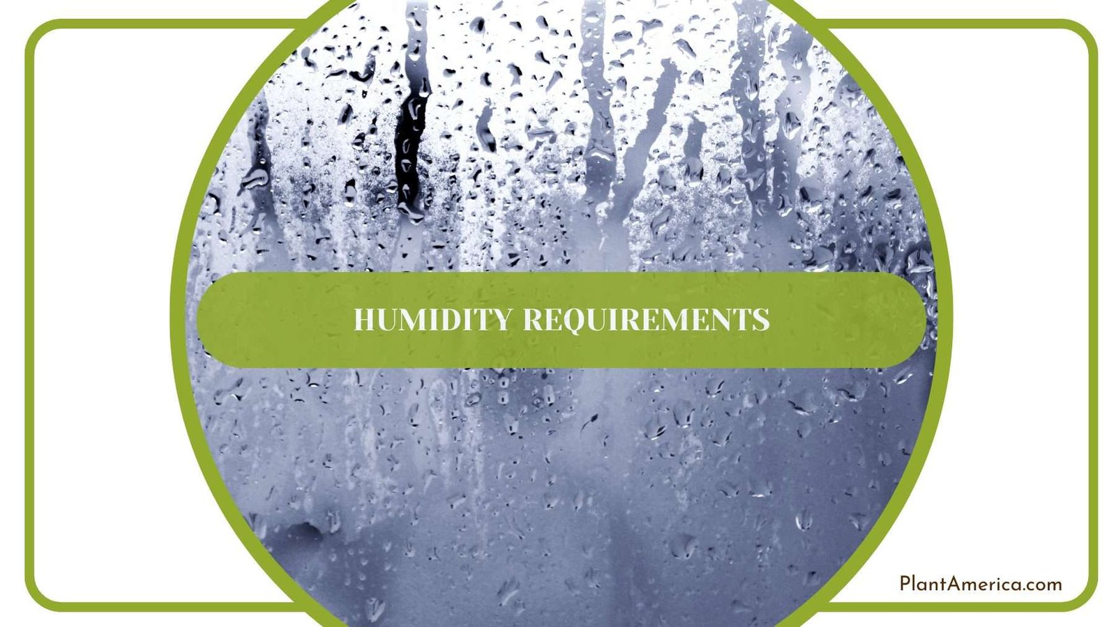 Humidity for Rufibarba Plant America